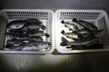 KIM Fishing Guide Service 釣果