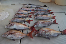 KIM Fishing Guide Service 釣果