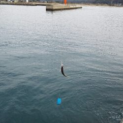 2018年1月4日釣行(釣り初め)in野北漁港