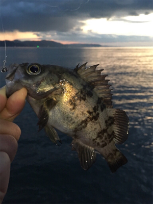 夕まずめメバリング