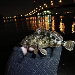 南港かもめ大橋のヘチ釣り（寒さに負けずにやってますｗ）