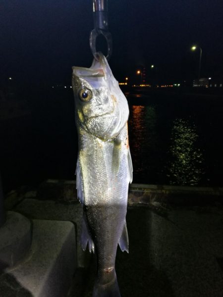 爆風のヘチ釣りin大阪フェリーターミナル（笑）