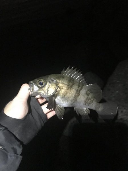 今年初のメバル爆釣♪