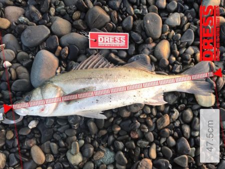 久能でシーバスとヒラメ、焼津港では太刀魚が釣れました