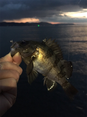 夕まずめメバリング