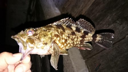 居残り太刀魚探索に