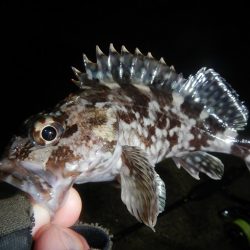 爆風の中の釣り初め