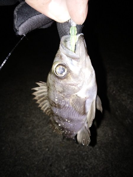 風裏の釣行