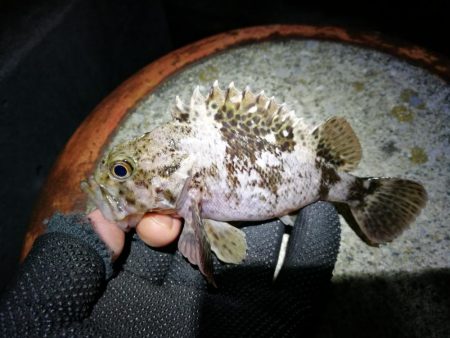 爆風のヘチ釣りin大阪フェリーターミナル（笑）