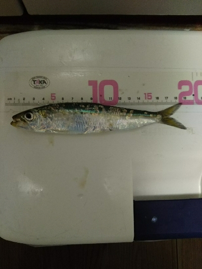 釣り日和