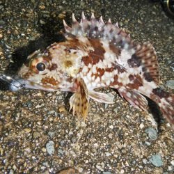 爆風の中の釣り初め