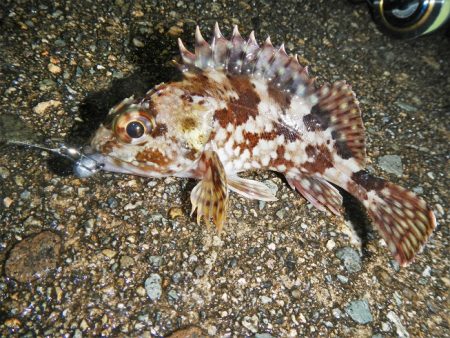 爆風の中の釣り初め