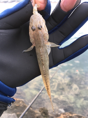 新年初釣り