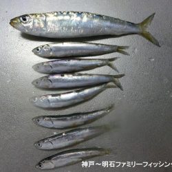 ファミリーフィッシングの釣り初