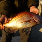 フィッシング太陽 釣果