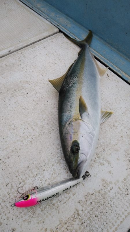 秀漁丸 釣果