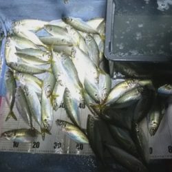 釣り船武蔵 釣果