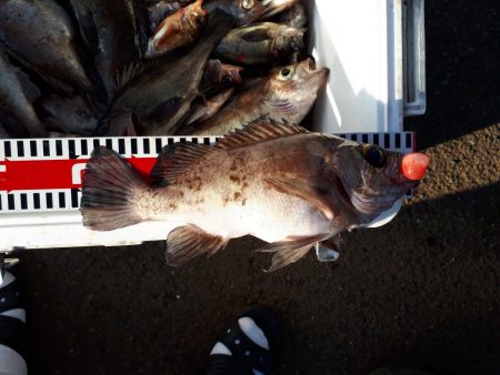 釣り船くわだ 釣果