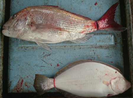 明神釣船 釣果