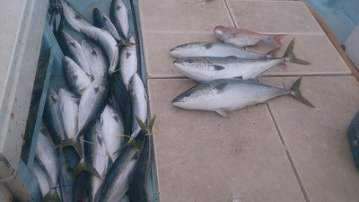 旭星釣りセンター 釣果