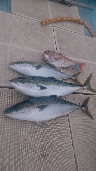 旭星釣りセンター 釣果