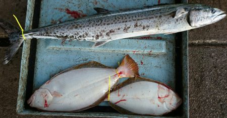 明神釣船 釣果