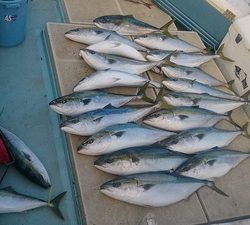 旭星釣りセンター 釣果