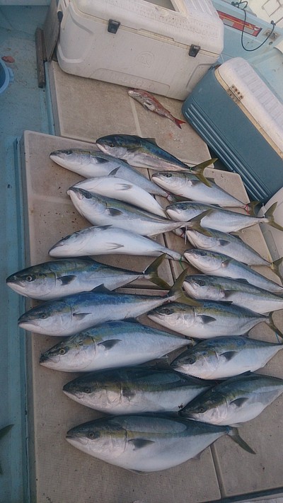 旭星釣りセンター 釣果