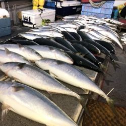 幸風（さちかぜ） 釣果