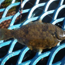 オリジナルメーカー海づり公園(市原市海づり施設) 釣果