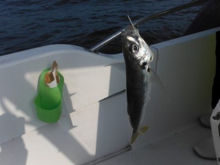 開進丸 釣果