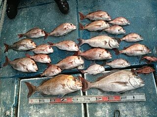 フィッシングガイド りょう 釣果