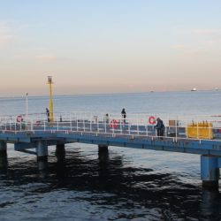 オリジナルメーカー海づり公園(市原市海づり施設) 釣果