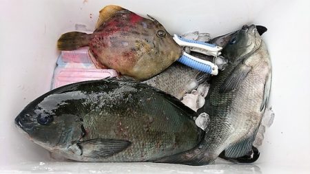 しば渡船 釣果