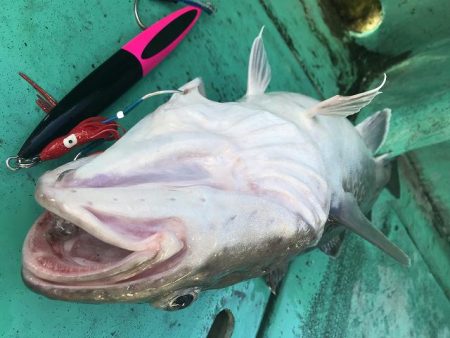 広進丸 釣果