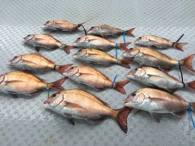 ミタチ丸 釣果