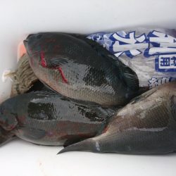 千津丸 釣果