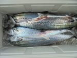 ＨＡＲＵＫＡ丸　はるかまる 釣果