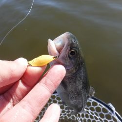 浜名湖フィッシングリゾート 釣果