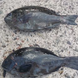 千鳥丸 釣果