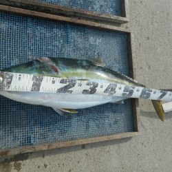 大進丸（愛知） 釣果