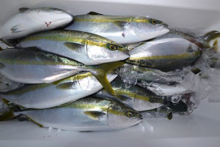 アジアマリンサービス 釣果