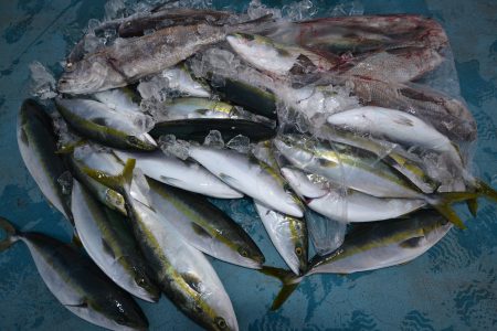 アジアマリンサービス 釣果