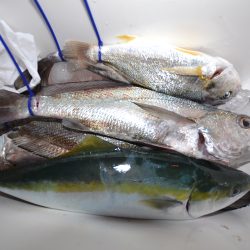 アジアマリンサービス 釣果