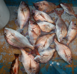 作十丸 釣果