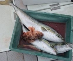 えすぽあ 釣果