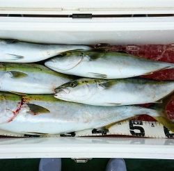 火遠理丸（ほおりまる） 釣果