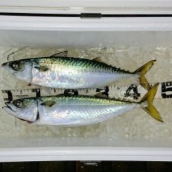 火遠理丸（ほおりまる） 釣果