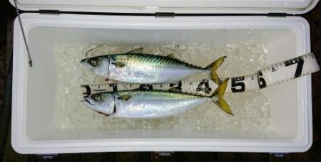 火遠理丸（ほおりまる） 釣果