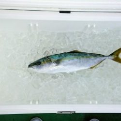 火遠理丸（ほおりまる） 釣果